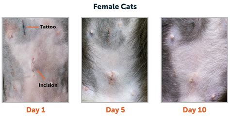 Cat Spay Incision Healing Process: A Guide to Feline Surgical Recovery - Paw Lovers Picks