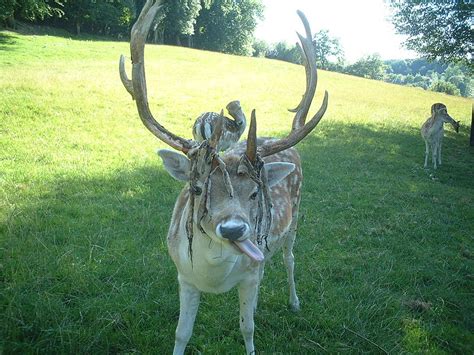 Musings of a Biologist and Dog Lover: Is it a Horn or an Antler?