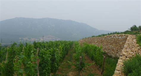 A guide to Chinese wine regions, Chinese vineyard | Decanter China 醇鉴中国