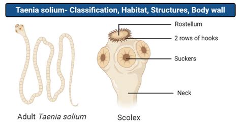 Taenia solium- Classification, Habitat, Structure, Body wall