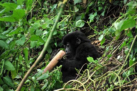 Mountain Gorillas Africa - Gorilla Trekking Safari Uganda-Rwanda