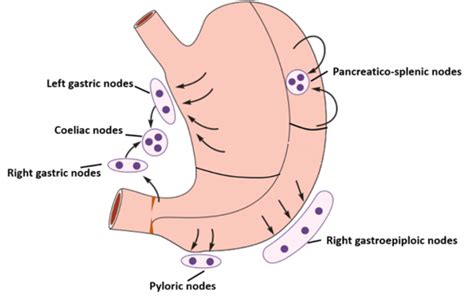 Stomach , pats, relations, blood & nerve supply, lymphatic drainage , Anatomy QA