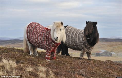 Scotland's Shetland Ponies Don Fair Isle Sweaters For Tourism Campaign | HuffPost