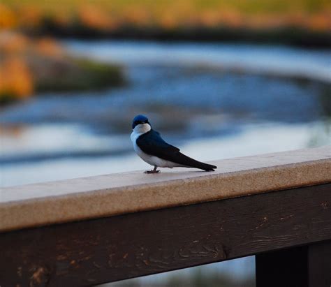 Potter Marsh Wildlife Viewing Boardwalk - 150 Photos & 22 Reviews - Parks - 2999 E 154th Ave ...