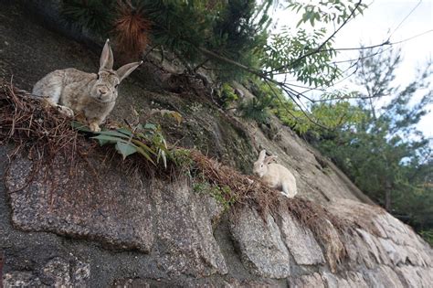 Okunoshima (Rabbit Island) in Japan 2024-2025 - Rove.me