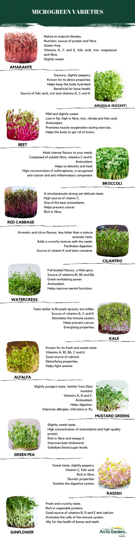 Microgreens: how to grow them | Arctic Gardens