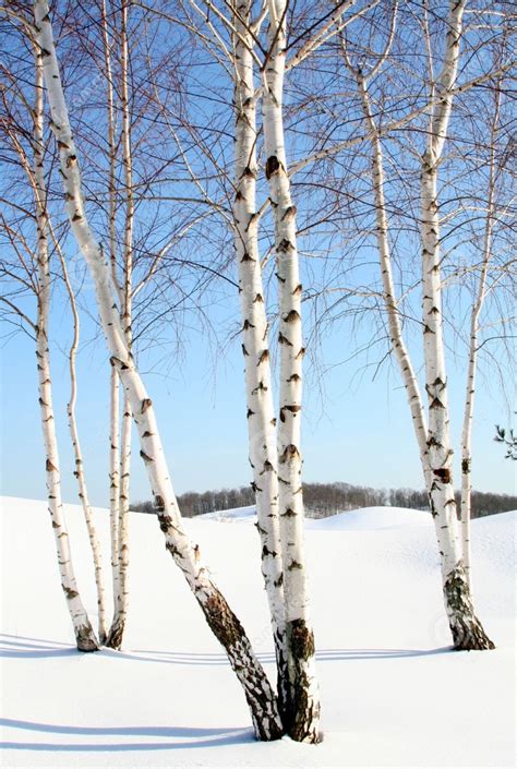 white birch snow - Google Search | Birch tree art, Tree photography, White birch trees