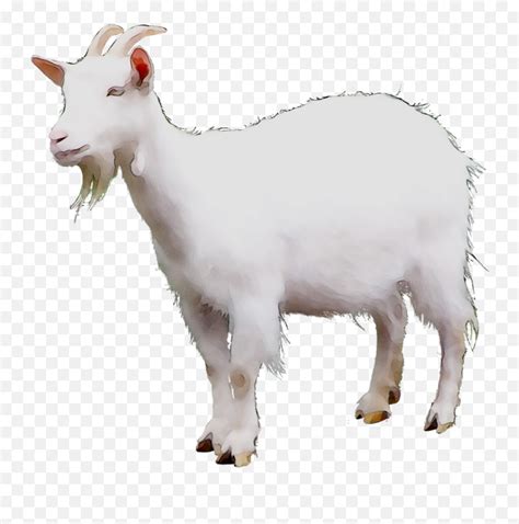 Mountain Goat Sheep Cattle Terrestrial - Mountain Goat No Background Png,Goat Transparent ...