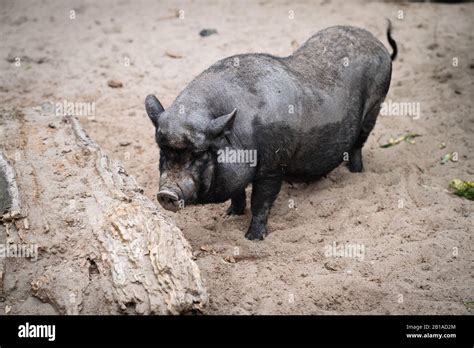 Black Iberian Pig standing alone on sands Stock Photo - Alamy