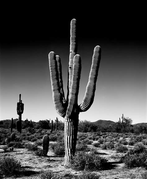 Saguaro III Black & White, Arizona, Saguaro Cactus, photo series, 4x5 film