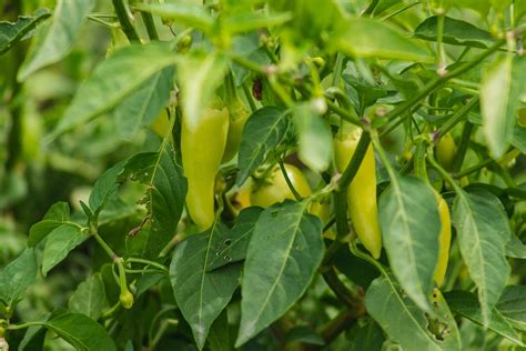 How to Grow and Care for Jalapeño Peppers