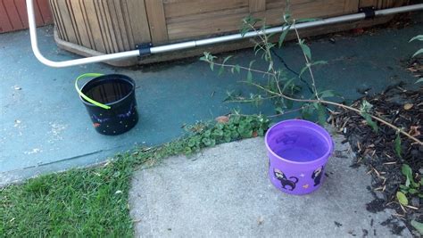 Dollar Tree Halloween Buckets used as water Dishes for the pups ...