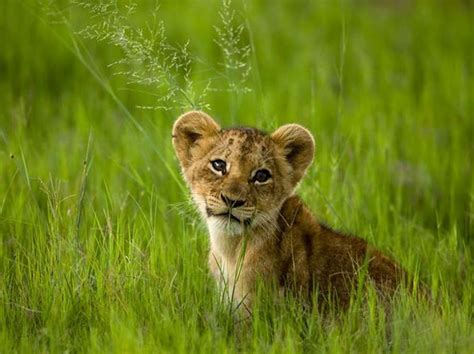 Funny: 15 Cute Big Cat Cubs