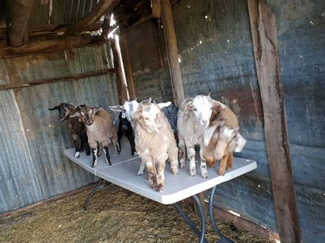 Miniature Goats for sale- Registered breeder | Livestock - Goats