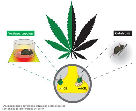 Cannabinoides, una especificidad subcelular de control comportamental — Cuaderno de Cultura ...