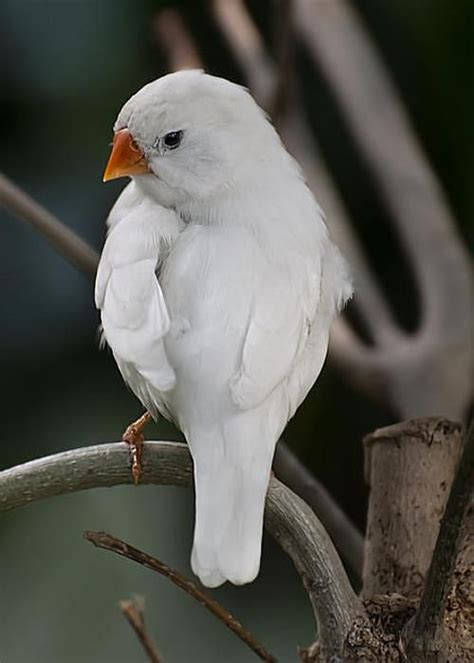 28 best Society Finches images on Pinterest | Finches, Beautiful birds and Birds