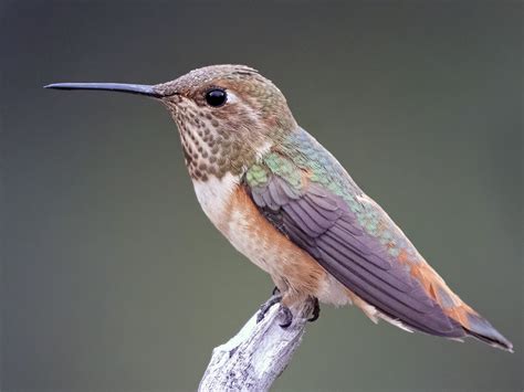 Rufous Hummingbird - eBird