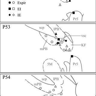 Schematic drawings showing distribution of pneumotaxic neurons (n 40).... | Download Scientific ...