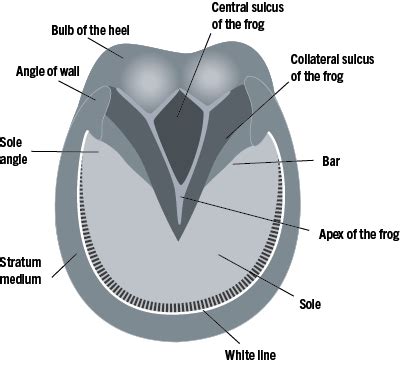 Equine Hoof Care | Land-Grant Press