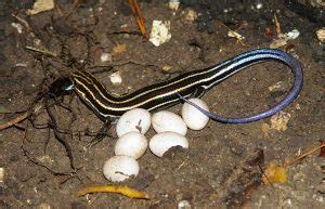 Blue-tailed Skink Facts, Habitat, Diet, Life Cycle, Baby, Pictures