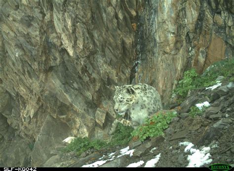 Snow Leopard Conservation Gets Boost from IUCN Save Our Species - Snow Leopard Trust