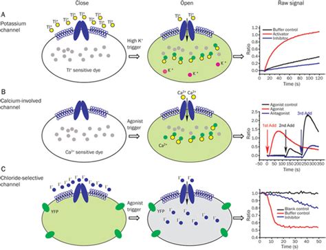 Diagram of high-throughput screening methods. (A) Diagram of the... | Download Scientific Diagram