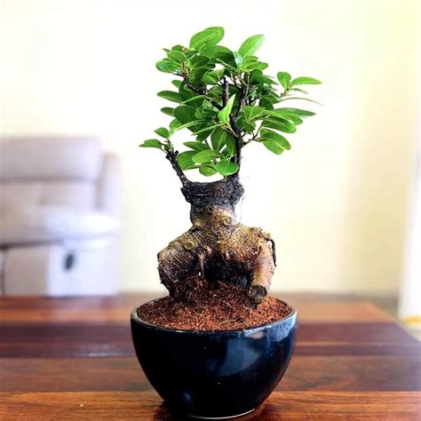 Alkaline Platycladus Orientalis Indoor Bonsai Plant at best price in Chikhli