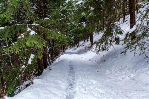 Premium Photo | Spruce tree forest covered by snow in winter