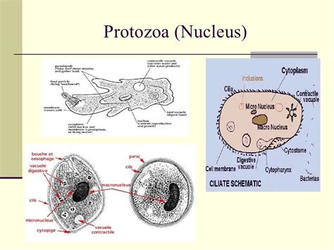 Anatomy Of Protozoan Cell