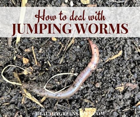 Asian Jumping Worms vs. Earthworms In the Garden