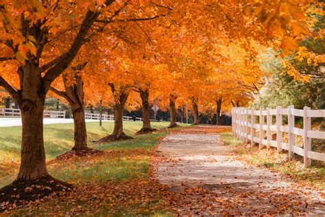 5 Places to See Beautiful Fall Foliage in Washington DC 2024