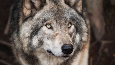 Hallan una cabeza de lobo gigante de hace 40.000 años con el cerebro intacto | Europa FM