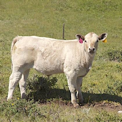 What You Need To Know About Breeding Charolais Calves