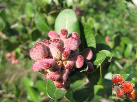 Mother Nature's Backyard - A Water-wise Garden: Plant of the Month ...