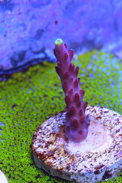 JF Fox Flame Frags | REEF2REEF Saltwater and Reef Aquarium Forum