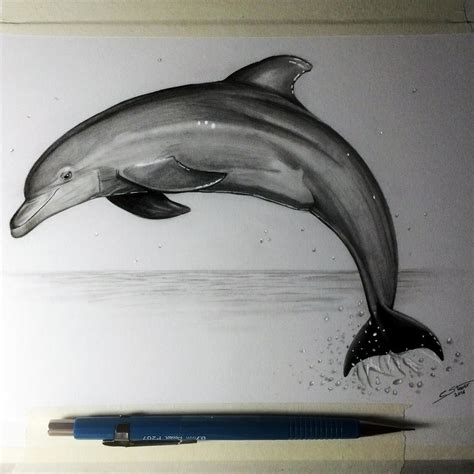 Dolphin Drawing Study by LethalChris on DeviantArt