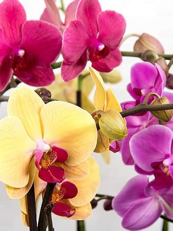 orchid, butterfly, flower, white, blossom, bloom, background | Pikist