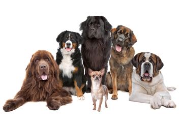 Dog Breeds | Pedigree Overview | Vetsend.co.uk