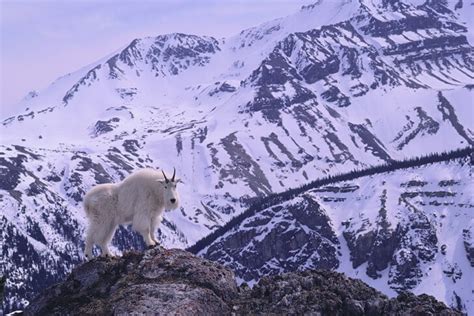 The highest animals on Earth | BBC Earth