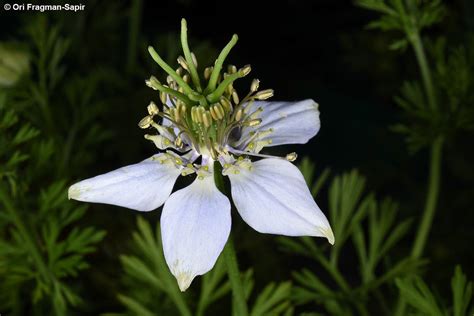 Nigella sativa L. | Plants of the World Online | Kew Science