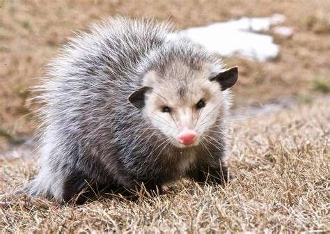 Opossum Behavior - AnimalBehaviorCorner