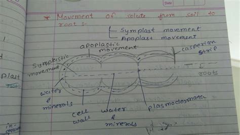 Movement of water in endodermis apoplast or symplast - Brainly.in