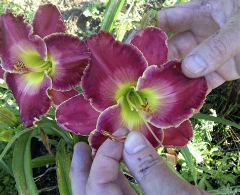 The Daylily Hybridizing Process