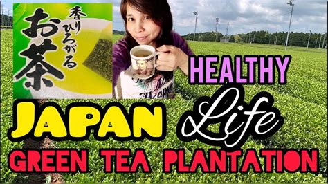 GREEN TEA PLANTATION IN JAPAN-ALONG THE ROAD - YouTube