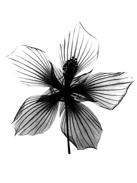 Spathyphyllum X-Ray by Bert Myers | FineArtCanvas.com – Fineartcanvas.com