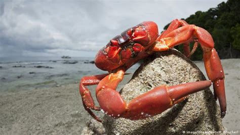 Our beautiful planet: Christmas Island′s red crabs on the march | Environment | All topics from ...