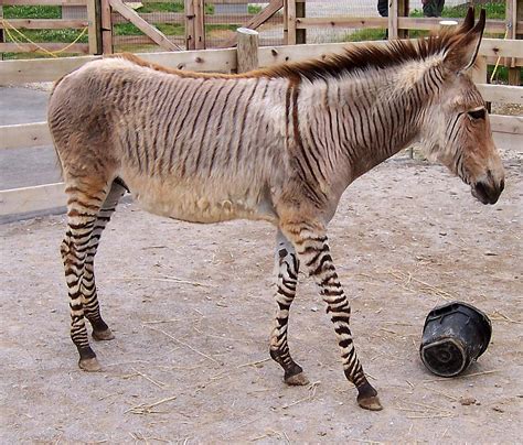 Baby Zonkey Born at Crimean Zoo | The Mary Sue