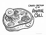 Prokaryotic And Eukaryotic Cells Coloring Page Pages sketch template