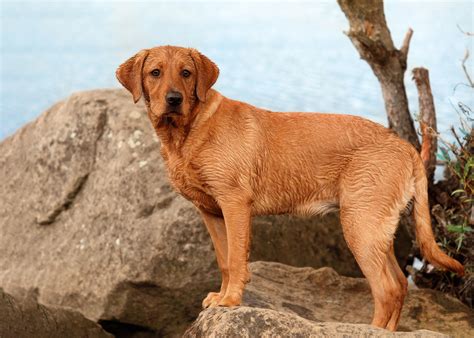 Fox Red Lab Puppies For Sale | Red lab puppies, Lab puppies, Fox red lab