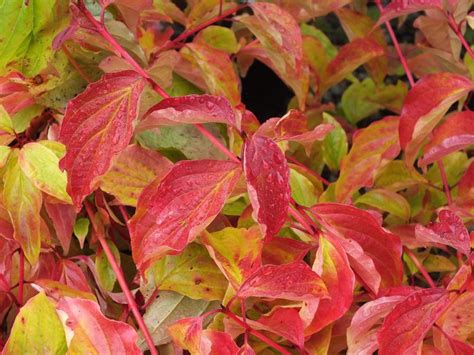 Cornus sanguinea 'Anny's Winter Orange'